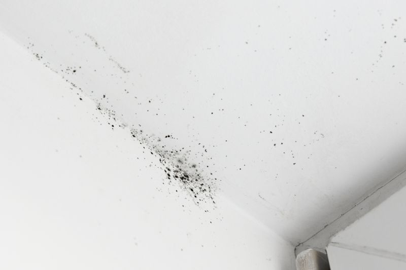 Attic Mold Removal in Broward County, FL