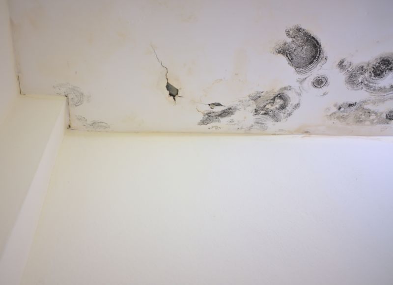 Attic Mold Removal in Fort Worth, TX