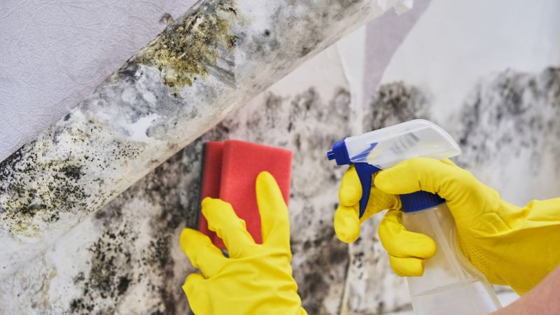 Attic Mold Removal in Frisco, TX