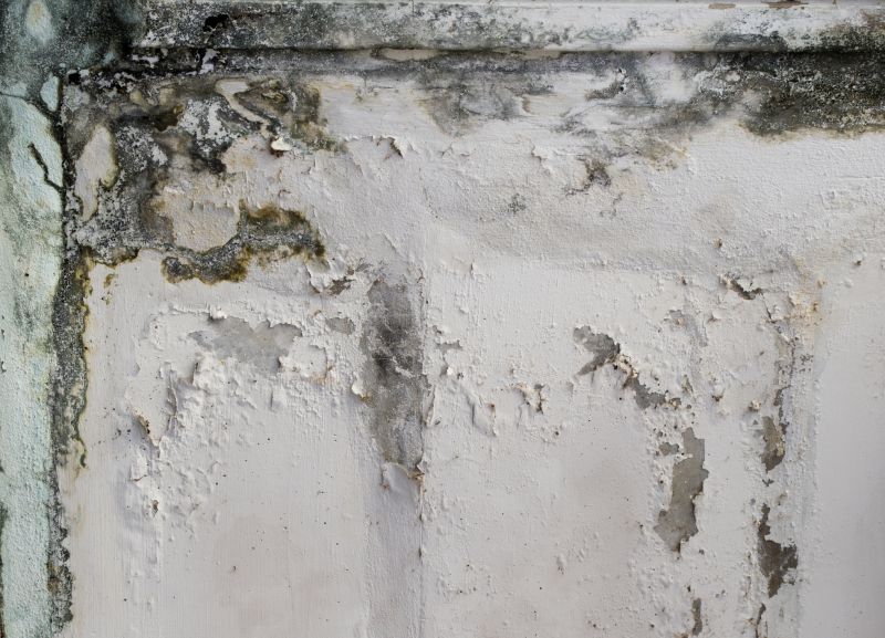 Basement Mold Removal in Boca Raton, FL