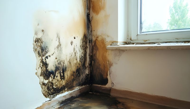 Basement Mold Removal in West Palm Beach, FL