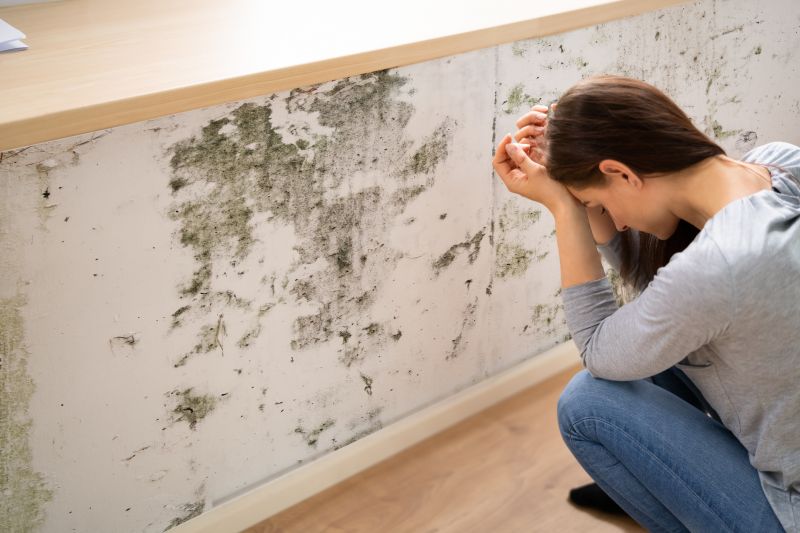 Black Mold Removal in Broward County, FL