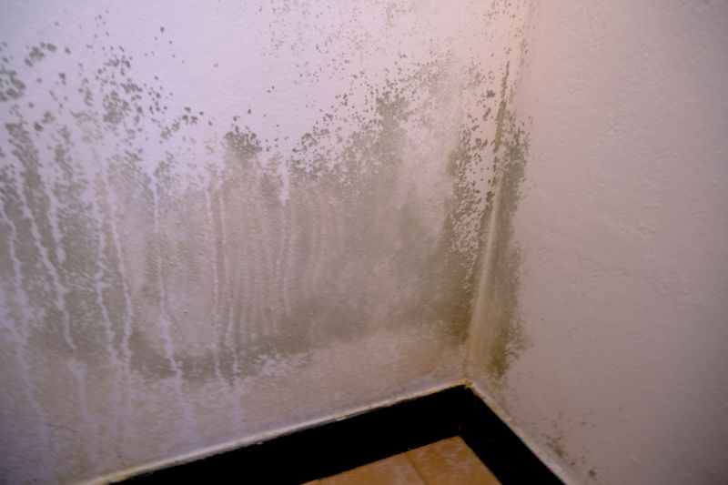 Ceiling Mold Removal in West Palm Beach, FL