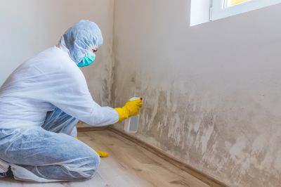 Mold Abatement Service in Frisco, TX