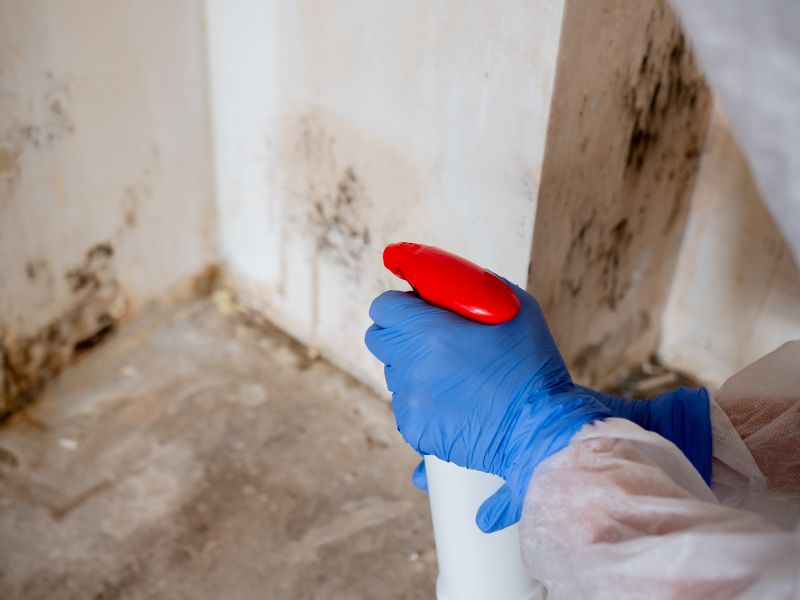 Mold Mitigation Service in Boca Raton, FL