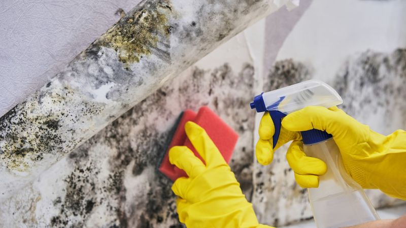 Mold Remediation Service in Frisco, TX