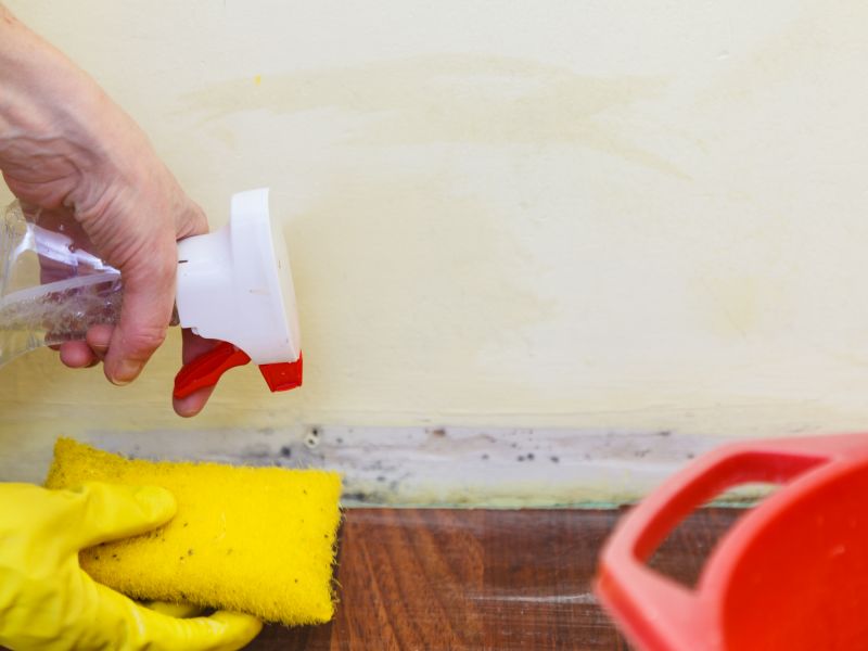 Mold Removal in Fort Worth, TX
