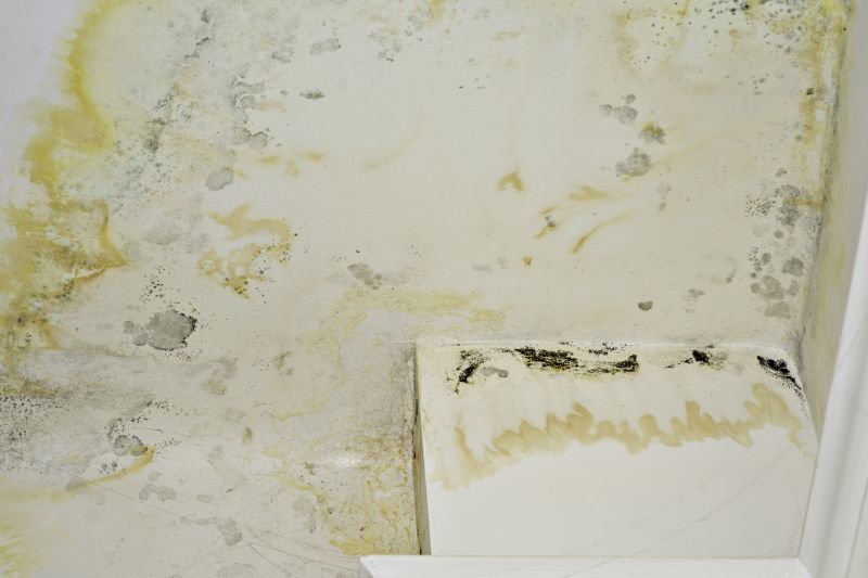 Mold Removal in West Palm Beach, FL